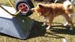 Ce chien a trouvé son nouveau jouet favoris : la roue de la brouette