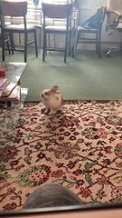 Emily the Rabbit Laying Down in Loaf Mode