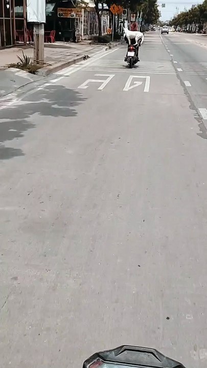 Doggy Balances on Owner's Bike during Ride