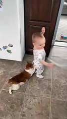 Senior Cat Drags Behind Laughing 1-Year-Old