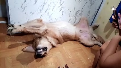 Doggo Sleeping in Acrobatic Yoga Pose