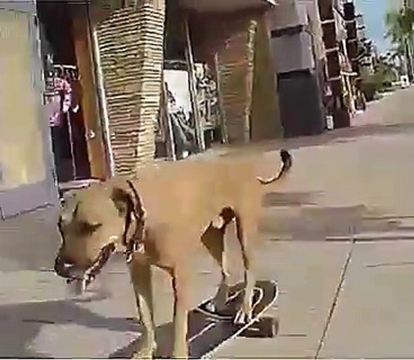 Perro disfruta patinando.