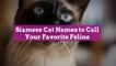 Siamese Cat Names to Call Your Favorite Feline