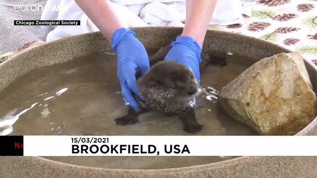 США: речную выдру назвали Паскалем