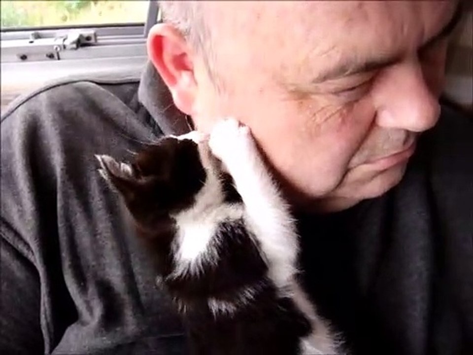 Two Black and White Kittens Playing With The Master