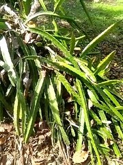 Nature - trees common plants