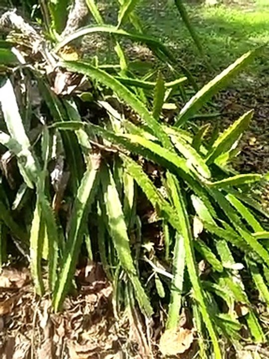 Nature - trees common plants