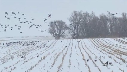 Flock of ducks enjoys a snowy South Dakota day