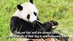 Panda Facts