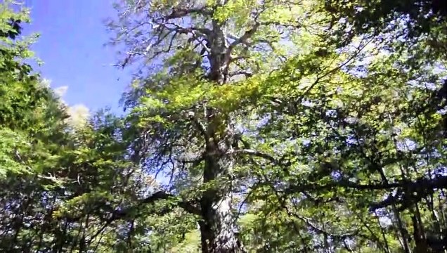 SAB.29-9-18- ANELLO DEL LAGO VIVO DA VICINO BARREA NEL PARCO NAZIONALE D'ABRUZZO LAZIO E MOLISE.