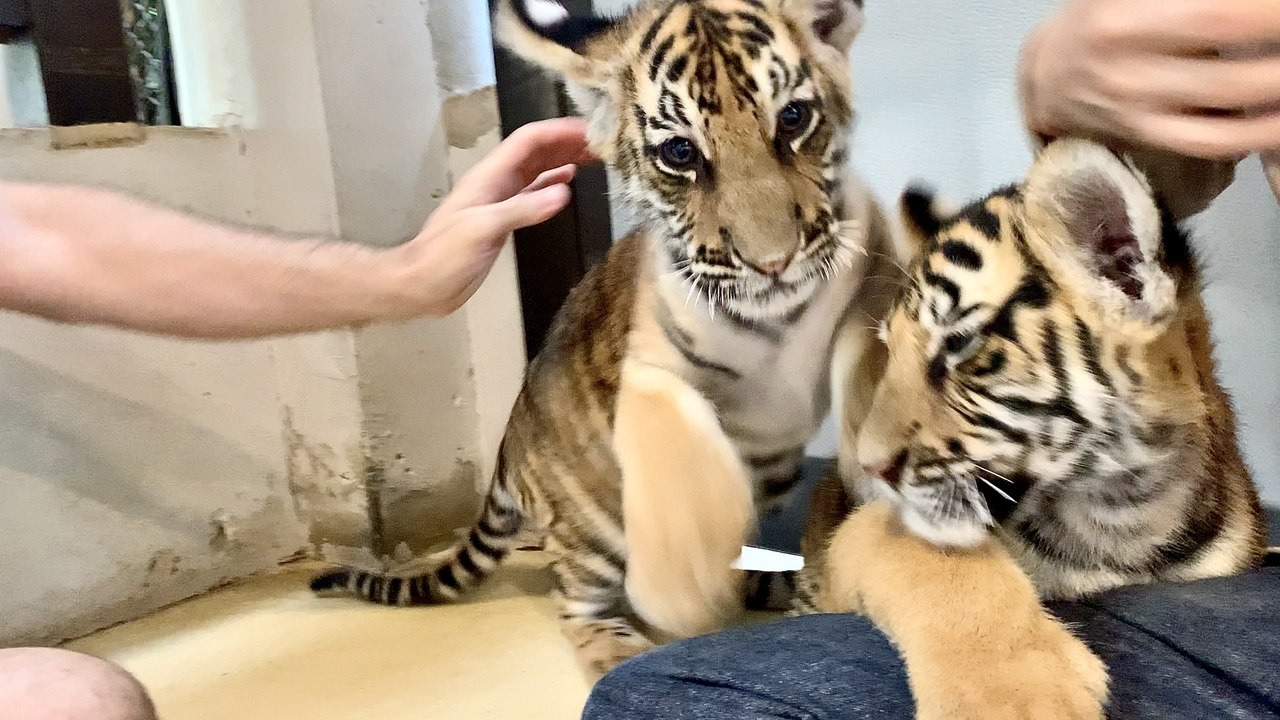Playing with Baby Tigers at Pattaya Tiger Park Thailand