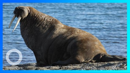 Download Video: Walrus Hibernasi di Gunung Es, Bangun Terdampar di Pantai Irlandia - TomoNews