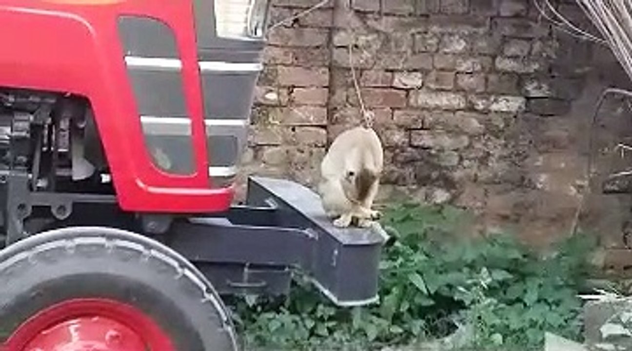 Cute Cat...