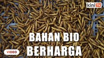 Ladang serangga Singapura ubah larva jadi bahan berharga