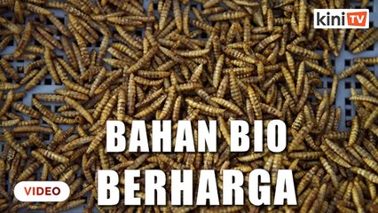 Ladang serangga Singapura ubah larva jadi bahan berharga