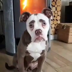 TIP ME (Please ) Cute angry dog 2021