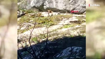 Gezinti sırasında karşılarına çıktı, şaşkına döndüler