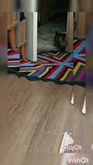 YARAMAZ KEDİ /ÇILGIN KEDİ / 2021