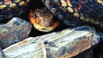 مؤامرة القرن وسر الرقم  ٢٠ _ وباء فيروس كورونا_ - حسن هاشم _ برنامج غموض(240