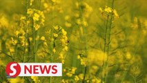 Rapeseed flowers in blossom in China