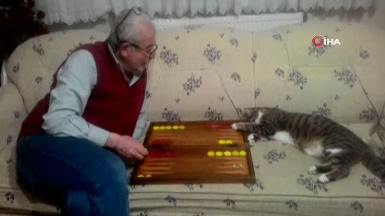 Sahibiyle tavla oynayan kedi, sosyal medyanın ilgi odağı oldu
