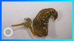 Siput Laut Mampu Lepaskan Kepala dari Tubuhnya & Beregenerasi Kembali - TomoNews