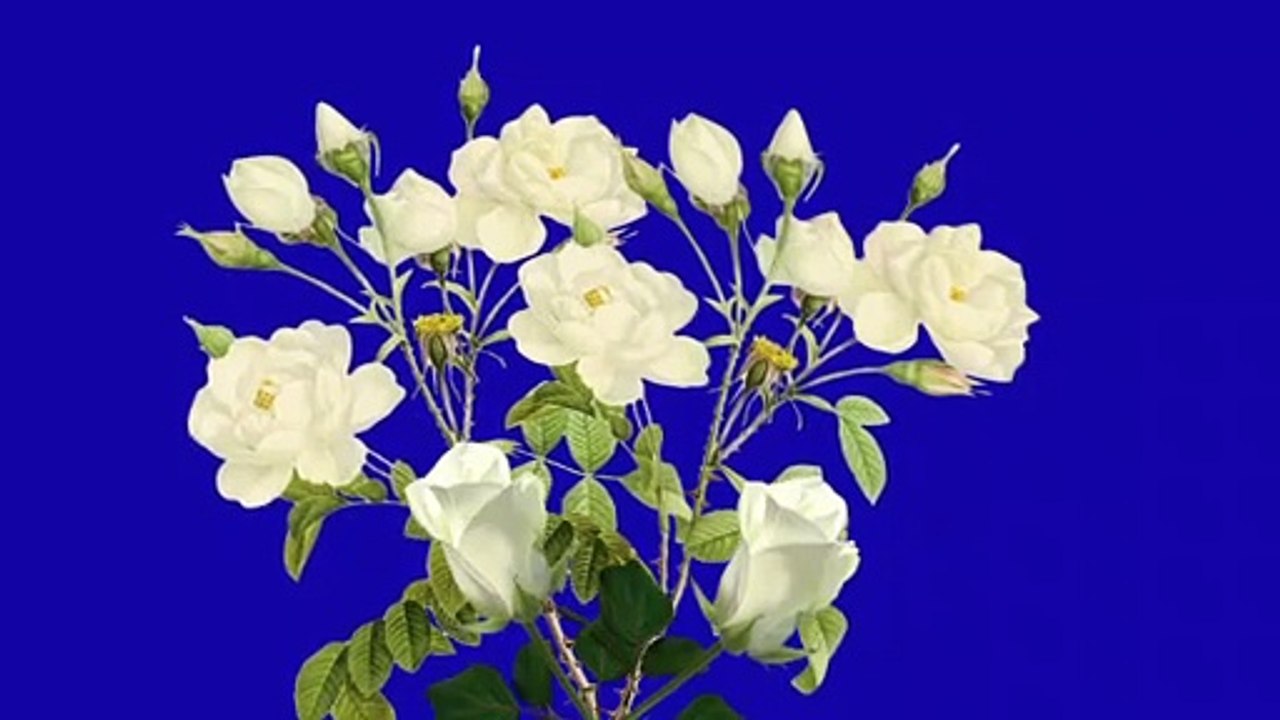 white rose flower blue screen background |screen magic | blue screen video| blue screen effect #rose