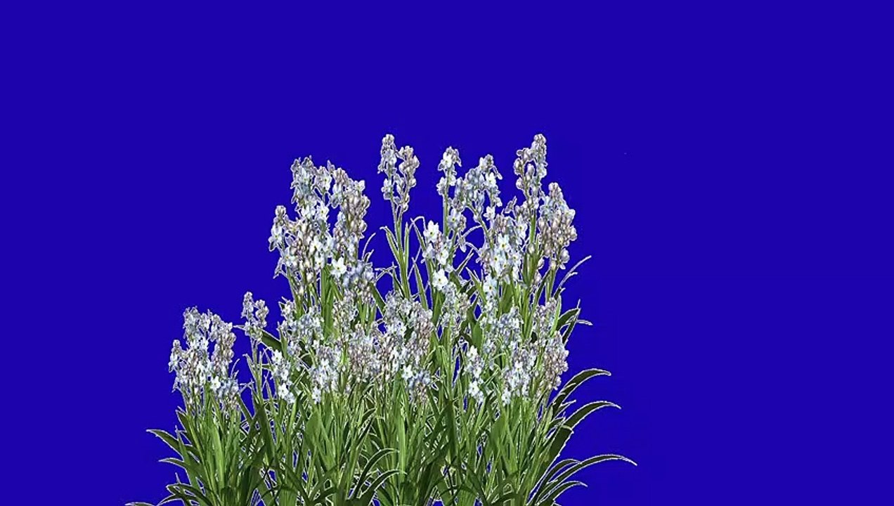 white flower blue  screen background video | screen magic || blue screen video |