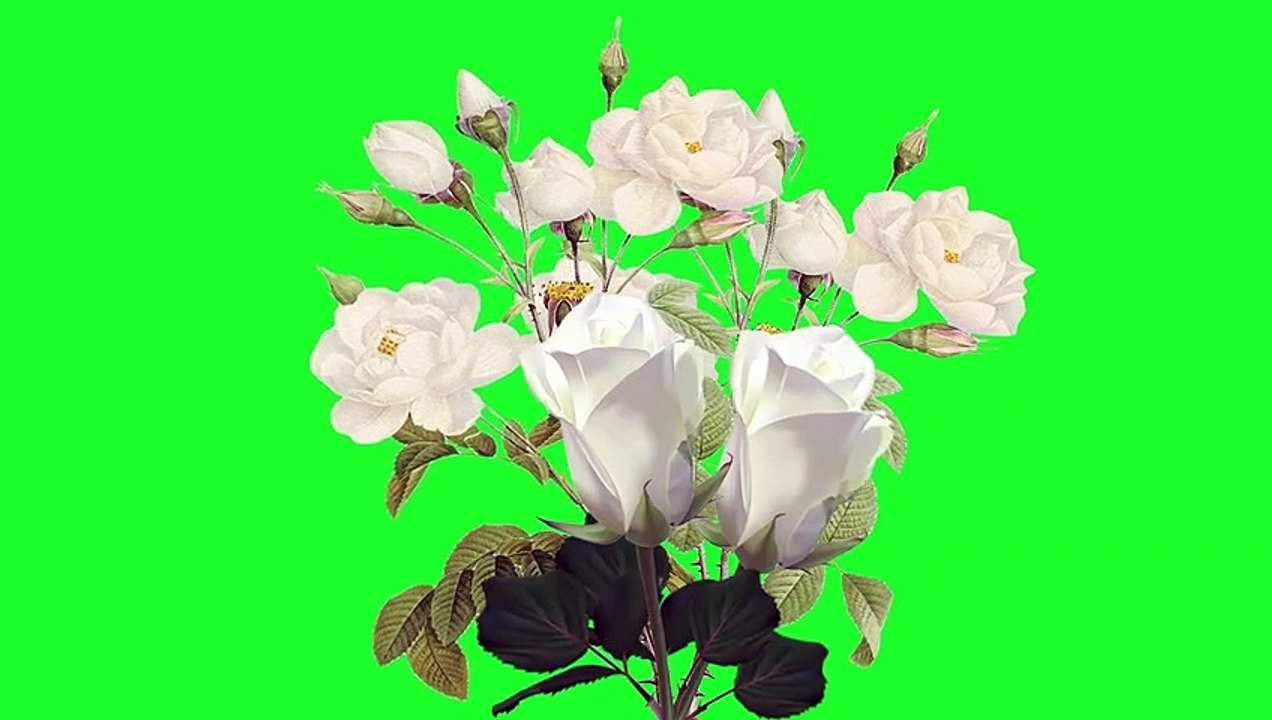 white rose green screen effect background video | screen magic | green screen video | #flower  #rose