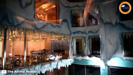 En Chine, cet hôtel exhibe deux ours polaires dans de piètres conditions