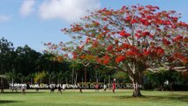 Wallis -et-Futuna - Les enfants du lagon