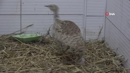 Son 100 yılda sadece iki kez görülen yakalı toy kuşunun tedavisi bitti