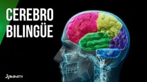 Así te cambia hablar dos idiomas: el cerebro de un bilingüe