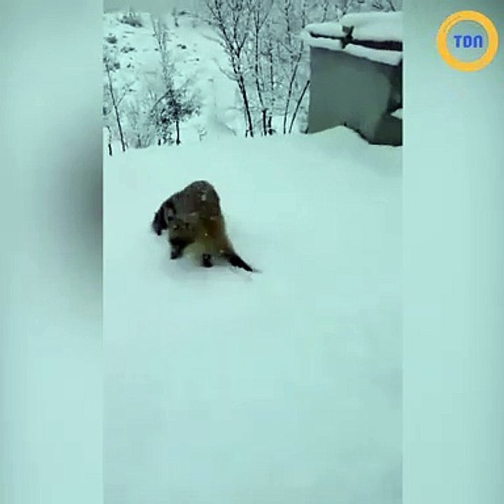 Vous ne verrez rien d'aussi mignon aujourd'hui, à moins que...