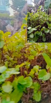 No filter Vs with filter (own video)