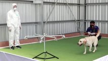 Perros entrenados para detectar el Covid. Así es el exitoso proyecto de una Universidad tailandesa