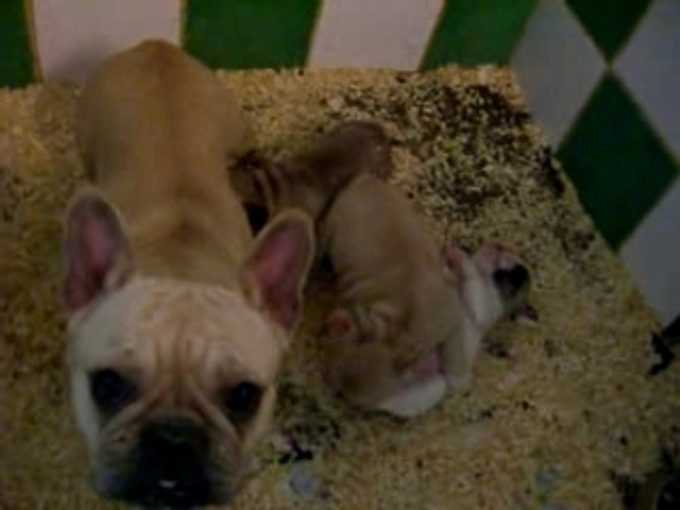 DYESEL bouledogue français LOF