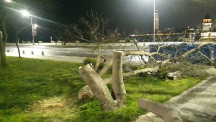 Kız Kulesi'nin karşısındaki ağaçları keserken yakalandılar