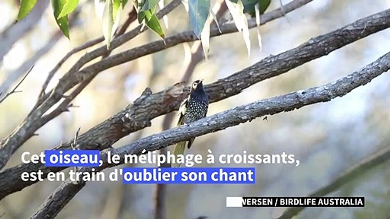 Australie : un oiseau menacé d'extinction "oublie son chant"