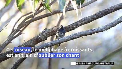 Australie : un oiseau menacé d'extinction "oublie son chant"