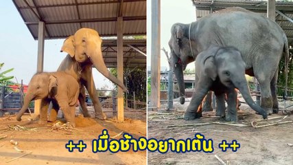 เอ้า..โยกซ้ายโยกขวา แม่ลูกสายโยกกับโมเมนต์น่ารัก ๆ จากช้างป่า