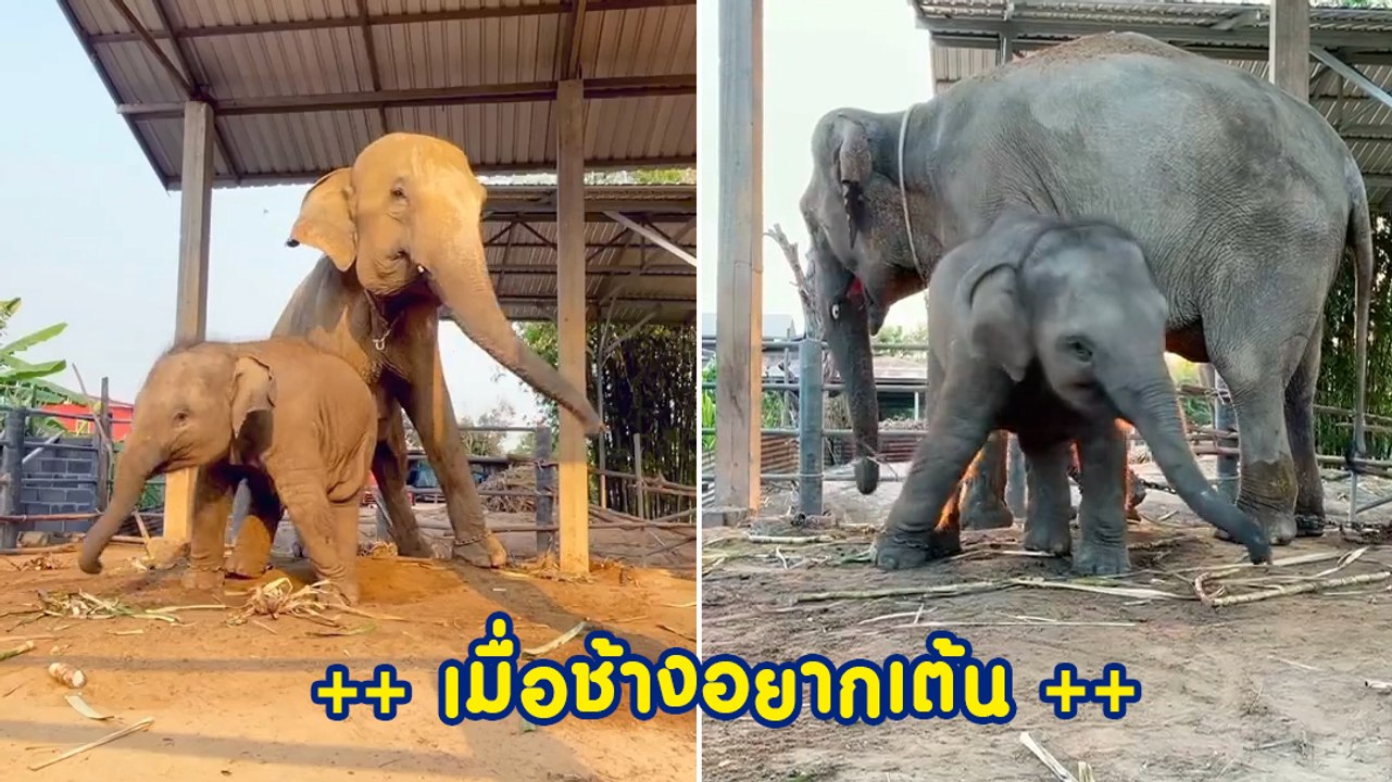 เอ้า..โยกซ้ายโยกขวา แม่ลูกสายโยกกับโมเมนต์น่ารัก ๆ จากช้างป่า