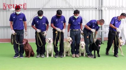Thailand Researchers Claim Dogs Can Sniff COVID Out With Close To 95% Accuracy