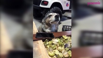 Müziğe kendini kaptıran köpeğin o anları!