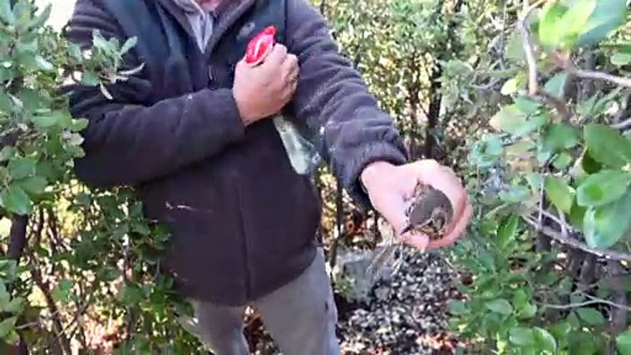 Francia: vietata la caccia con la colla, uccelli un po' più tutelati