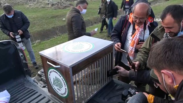 Tedavisi tamamlanan yakalı toy kuşu özgürlüğe kanat çırptı