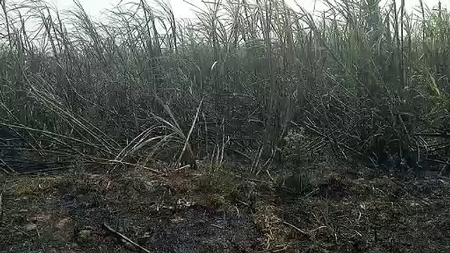 खेत से निकली हाईटेंशन तार की चपेट में आने से 15 बीघा गन्ना की फसल जली
