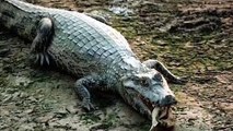 5 Most Compelling Pieces Of Sewer Alligator Evidence-