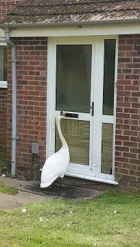 Swan tries to open post box at Northampton home