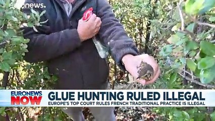 Europe's top court rules French way of catching songbirds is illegal